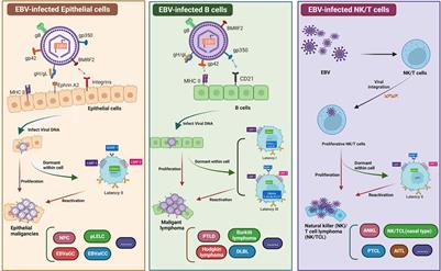 Immunotherapeutic approaches in EBV-associated nasopharyngeal carcinoma